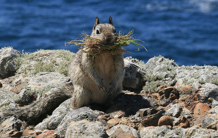 California ground squirrel. Credit: Brocken Inaglory, via Wikipedia Commons