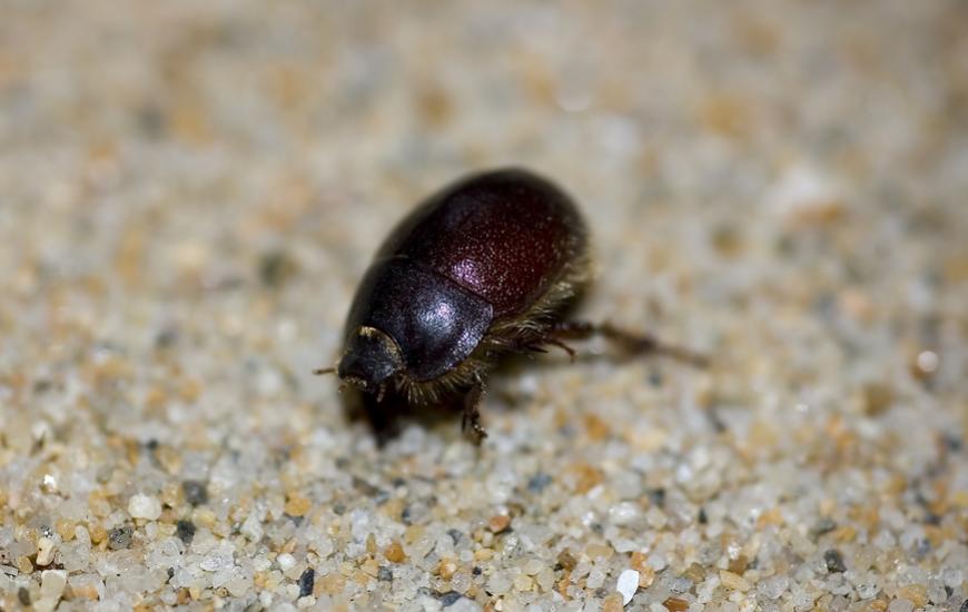 The globose dune beetle, Coelus globosus, is a rare animal that occupies coastal dunes. Credit: Kevin Lentz