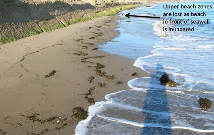This view, looking east along an old concrete seawall on the Gaviota coast of California at low tide, illustrates the loss of ecologically important intertidal zones on a beach seaward of coastal armoring. Credit: David Hubbard