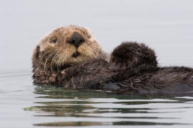 Sea otter, Enhydra lutris.  Credit: Michael L. Baird, via Wikipedia Commons