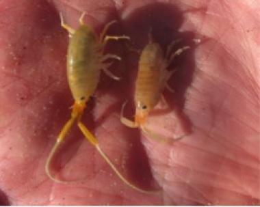 Beach Hoppers (Amphipods). Credit: Carey Batha.