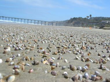 Ocean Critters at Zuma Beach