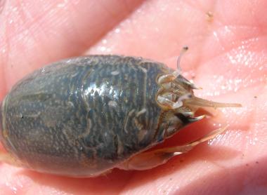 Sand Crab aka Mole Crab. Credit: Dave Hubbard