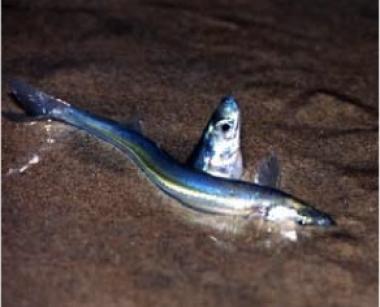 Grunion mating on sandy beach