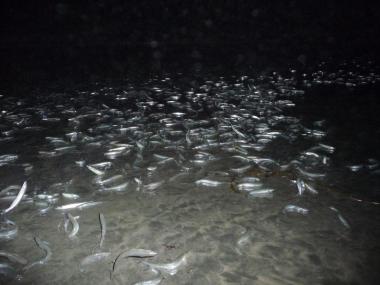 Grunions on beatch at night
