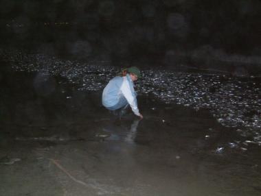 Grunion run in San Diego, CA. Credit: Karen Martin