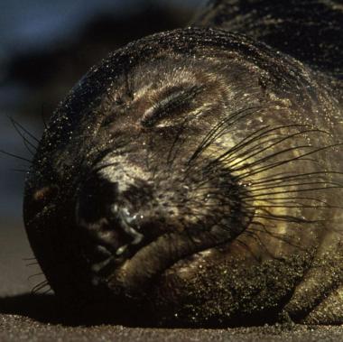 Northern elephant seal