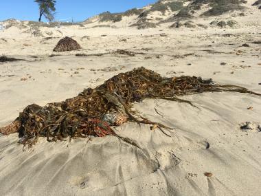 giant kelp on beach