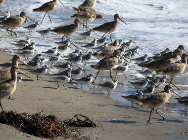 Shorebirds. Credit: Dave Hubbard.