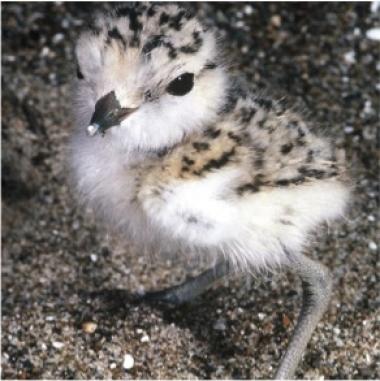 Snowy plover chick