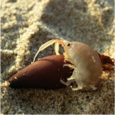 Beach hopper