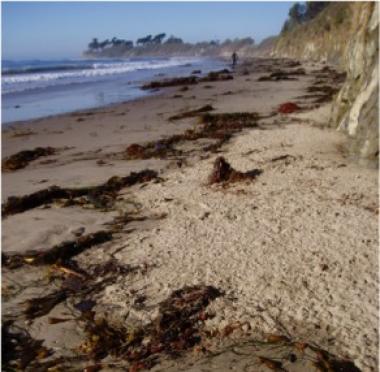 Wrack on beach