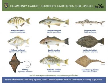 Commonly caught Southern California Surf Species