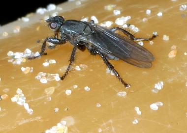 Kelp fly (Diptera). Credit: Dave Hubbard. 