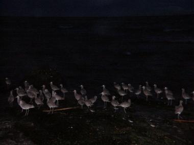 Willets at night. Photo credit: Dave Hubbard