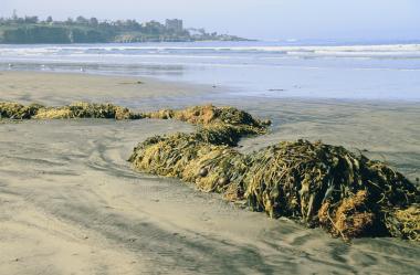 Wrack in Southern California