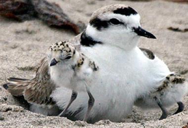Adult snowy plover and chicks. Credit: Aquarium of the Pacific Adult snowy plover and chicks. Credit: Aquarium of the Pacific
