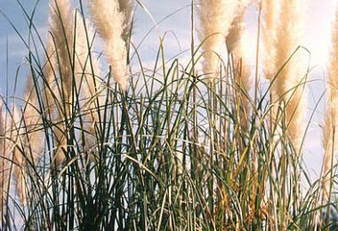Pampas grass, Cortaderia selloana. Credit: Patchallel, via Wikipedia Commons