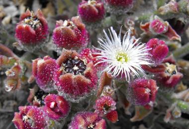 Crystalline ice plant, Mesembryanthemum crystallinum. Credit: Stickpen, via Wikipedia Commons