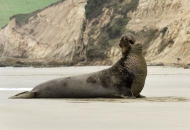 Pacific harbor seal and pup, Phoca vitulina richardsi. Credit: Callie Bowdish Northern elephant seal, Mirounga angustirostris. Credit: Frank Schulenburg, via Wikipedia Commons Northern elephant seal, Mirounga angustirostris. Credit: Frank Schulenburg, via Wikipedia Commons