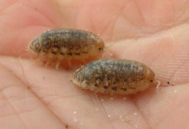 Roly polies (isopods). Credit: Dave Hubbard