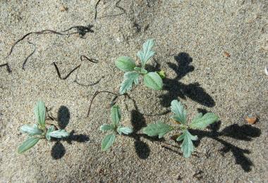 Beach Bur, Ambrosia chamissonis. Credit: Dave Hubbard