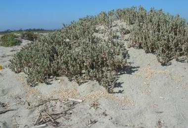 Beach saltbush, Atriplex leucophylla. Credit: Dave Hubbard