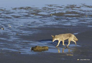 Coyote on beach.  Credit: Cathy Miller Scott