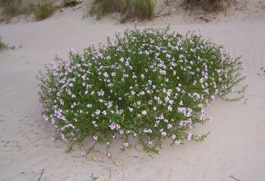 Sea rocket, Cakile maritime. Credit: Jürgen Howaldt, via Wikipedia Commons