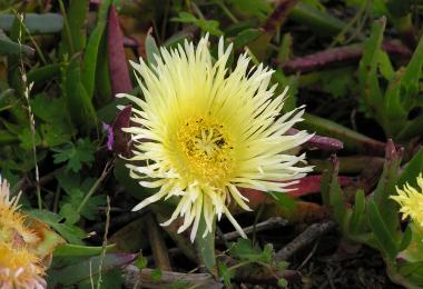 Ice plant, Carpobrotus edulis. Credit: Winfried Bruenken, via Wikipedia Commons