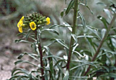 Coast wallflower,  Erysimum ammophilum. Credit: ©1995 Dean Wm. Taylor