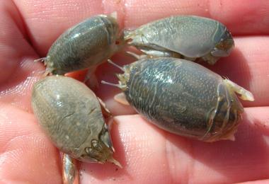 Sand crabs. Credit: Dave Hubbard