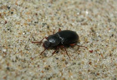 Beetles. Credit: Dave Hubbard