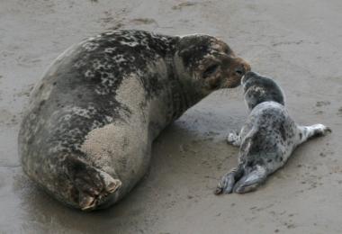 Pacific harbor seal and pup, Phoca vitulina richardsi. Credit: Callie Bowdish