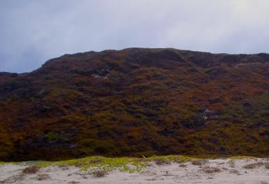 Dunes covered with non-native ice plants.  Credit: Dave Hubbard