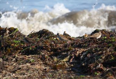 Least sandpipers and kelp flies on wrack. Credit: Dave Hubbard