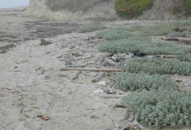 Native Beach Plants