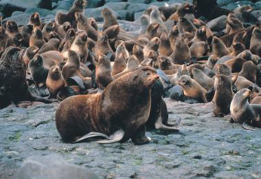 Northern fur seal, Callorhinus ursinus.  Credit: M. Boylan, via Wikipedia Commons