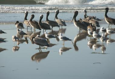Pelicans and California Gulls. Credit: Dave Hubbard