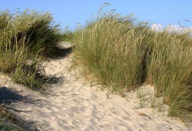 European beach grass,  Ammophylla arenaria. Credit: Malene Thyssen, via Wikipedia Commons