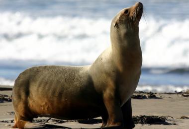 California sea lion, Zalophus californianus californianus.  Credit: Michael L. Baird (Flickr) 