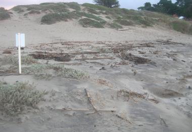 A snowy plover nesting ground. Credit: Dave Hubbard