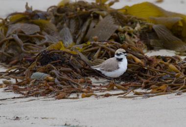 A snowy plover forages among the kelp wrack. Credit: Coal Oil Point Reserve