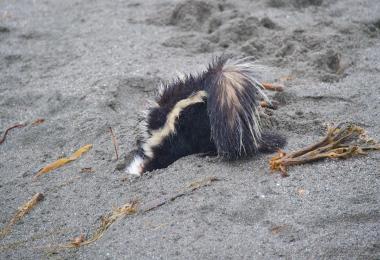 Skunk digging in the sand. Credit: Craig Tooley