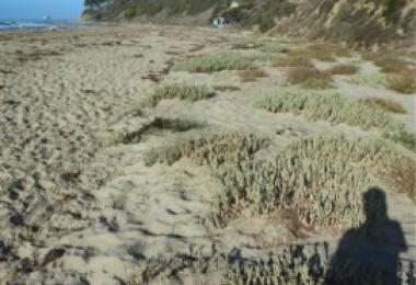 One hundred days later the tide has not reached the plants again; the sand is dry and the plants are thriving (September 5, 2013)